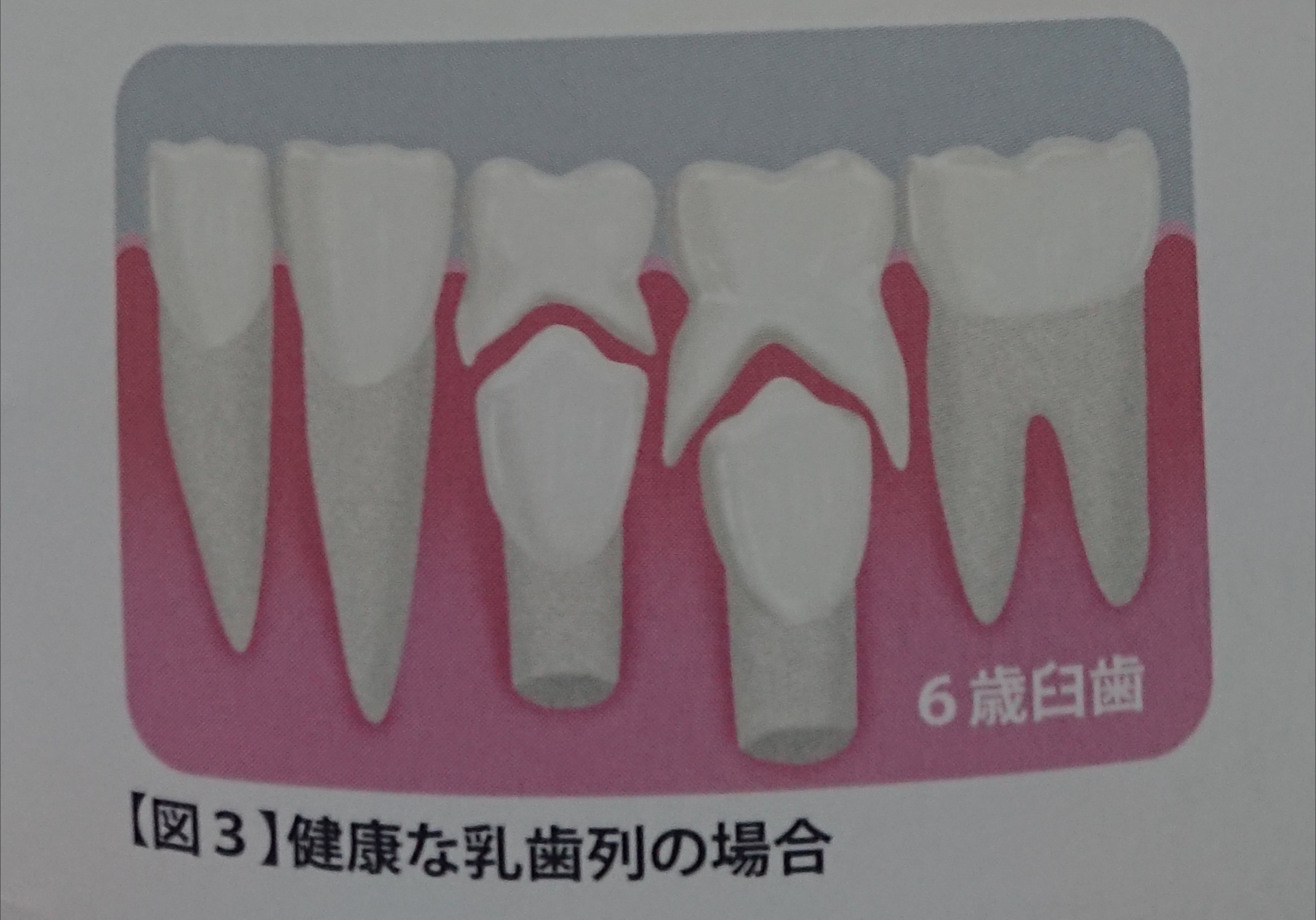 健康な歯の原点🦷✨ 画像14