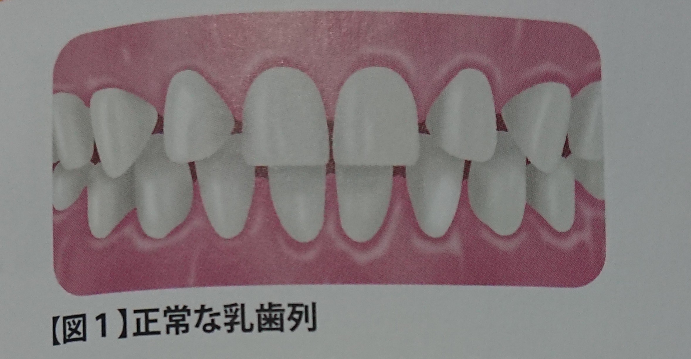 健康な歯の原点🦷✨ 画像07
