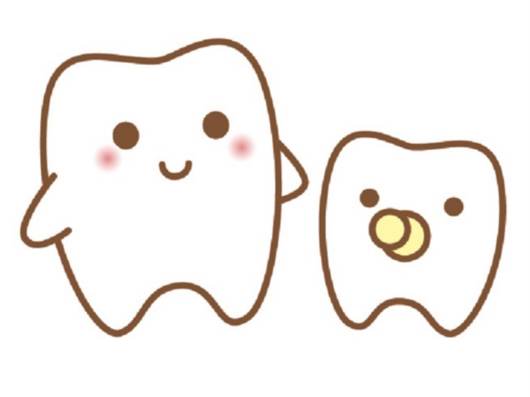 乳歯と永久歯の違い 画像01